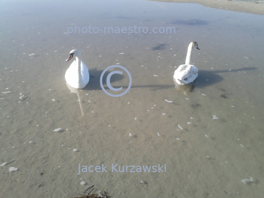 Poland,Kolobrzeg,West Pomeranian Voivodeship,birds,swans,Baltic Sea,beach