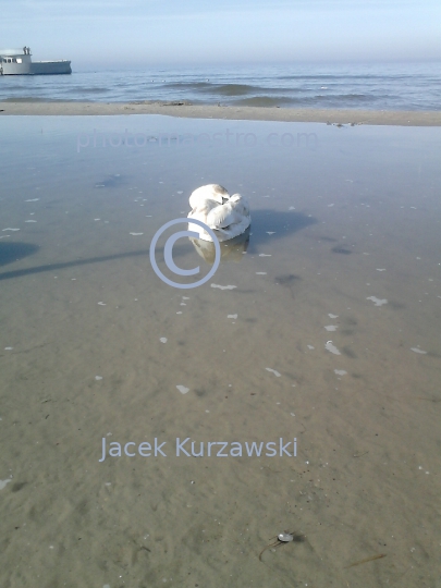 Poland,Kolobrzeg,West Pomeranian Voivodeship,birds,swans,Baltic Sea,beach