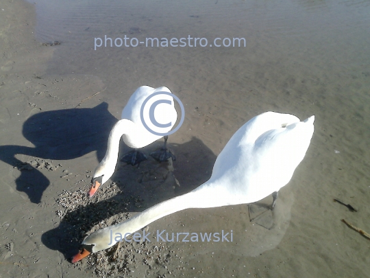 Poland,Kolobrzeg,West Pomeranian Voivodeship,birds,swans,Baltic Sea,beach