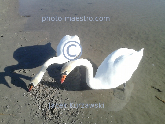 Poland,Kolobrzeg,West Pomeranian Voivodeship,birds,swans,Baltic Sea,beach