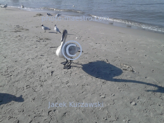 Poland,Kolobrzeg,West Pomeranian Voivodeship,birds,swans,Baltic Sea,beach