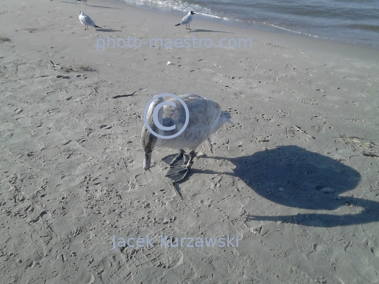 Poland,Kolobrzeg,West Pomeranian Voivodeship,birds,swans,Baltic Sea,beach