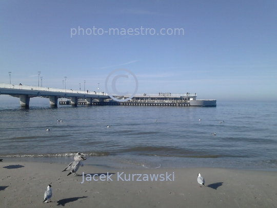 Poland,Kolobrzeg,West Pomeranian Voivodeship,birds,swans,Baltic Sea,beach