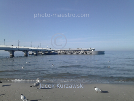 Poland,Kolobrzeg,West Pomeranian Voivodeship,birds,swans,Baltic Sea,beach