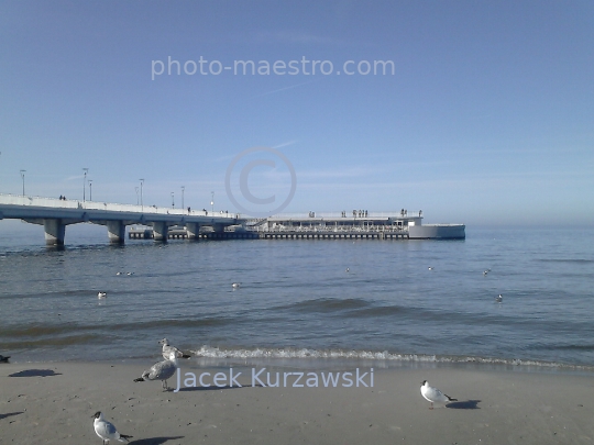 Poland,Kolobrzeg,West Pomeranian Voivodeship,birds,swans,Baltic Sea,beach