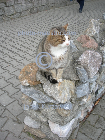 Poland,Lichen,Sanctuary,Greater Poland Voivodeship,architecture,history,religion,panoramical view,statues,cat