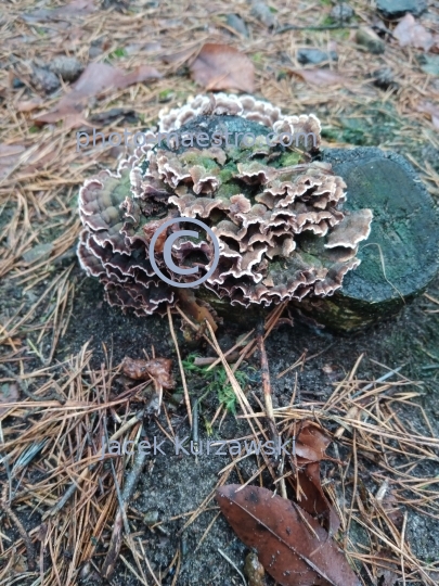 Poland,nature,fungus,,moushroom,soil,winter