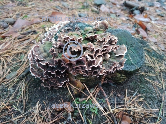 Poland,nature,fungus,,moushroom,soil,winter