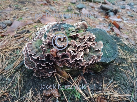 Poland,nature,fungus,,moushroom,soil,winter