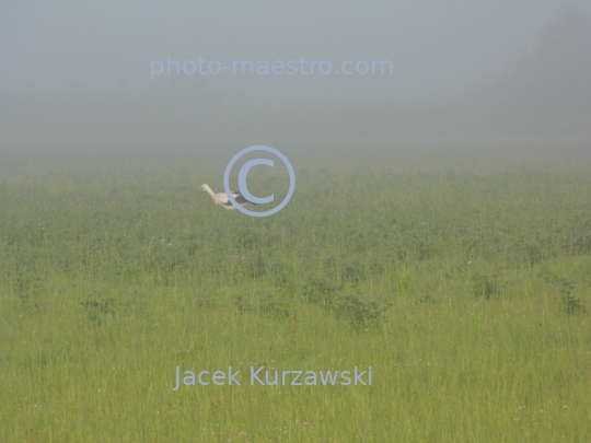 Poland,nature,stork,fog