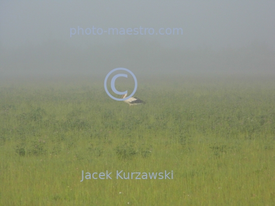 Poland,nature,stork,fog