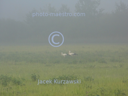 Poland,nature,stork,fog