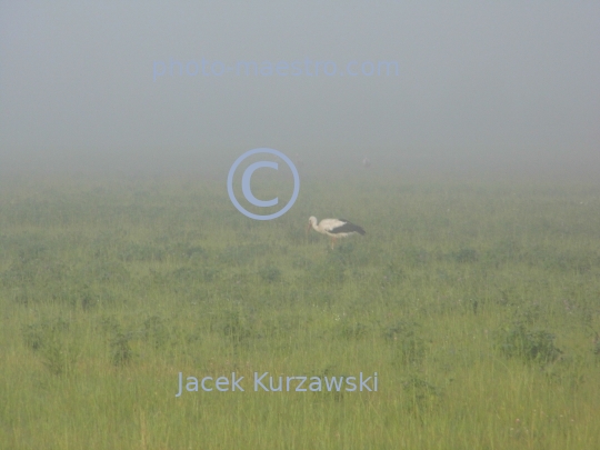 Poland,nature,stork,fog