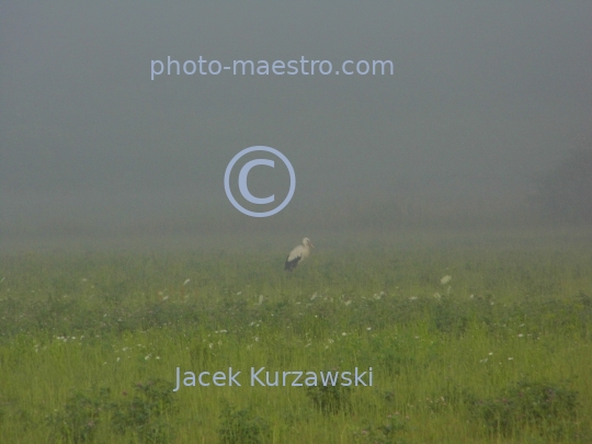 Poland,nature,stork,fog