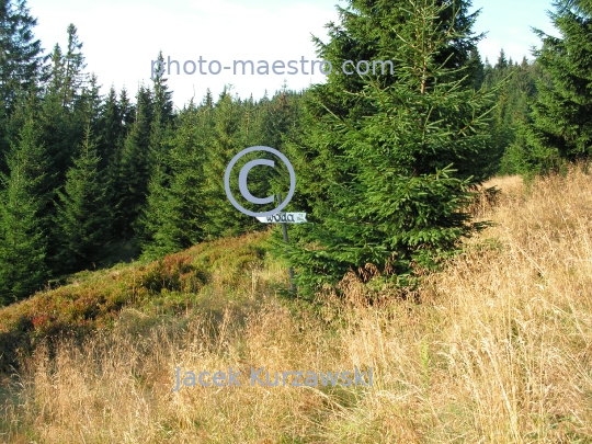 Poland,Nowy Targ,Gorce,hiking trail to Turbacz summit,Lesser Poland Voivodeship,nature,mountains,panoramical view