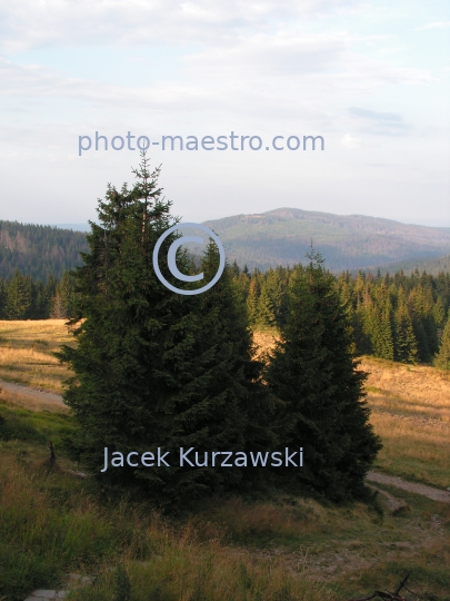 Poland,Nowy Targ,Gorce,hiking trail to Turbacz summit,Lesser Poland Voivodeship,nature,mountains,panoramical view