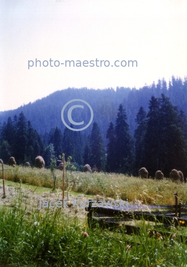 Poland,Nowy Targ,Kowaniec District,Gorce Mountains,Lesser Poland Voivodeship,nature,mountains