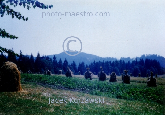 Poland,Nowy Targ,Kowaniec District,Gorce Mountains,Lesser Poland Voivodeship,nature,mountains