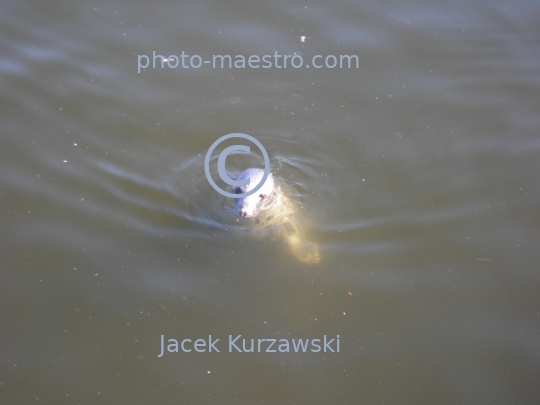 Poland,,Pomeranian Voivodeship,animals,Baltic Sea,grey seal