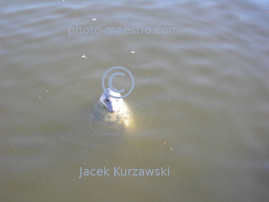 Poland,,Pomeranian Voivodeship,animals,Baltic Sea,grey seal