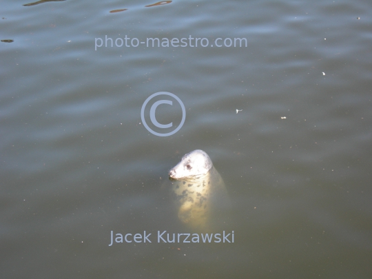 Poland,,Pomeranian Voivodeship,animals,Baltic Sea,grey seal