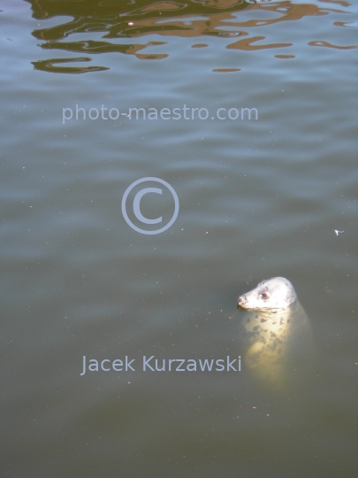 Poland,,Pomeranian Voivodeship,animals,Baltic Sea,grey seal