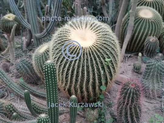 Poland,Poznan,Greater Poland Voivodeship,architecture,cactus,suculentsmonuments,Palm House