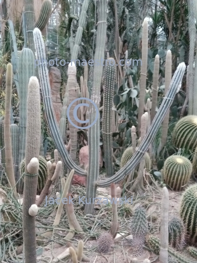 Poland,Poznan,Greater Poland Voivodeship,architecture,cactus,suculentsmonuments,Palm House