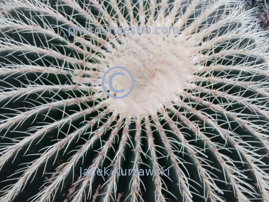 Poland,Poznan,Greater Poland Voivodeship,architecture,cactus,suculentsmonuments,Palm House