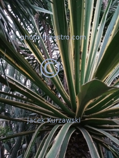 Poland,Poznan,Greater Poland Voivodeship,architecture,palms,Palm House