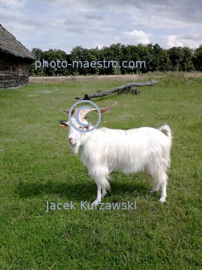 Poland,Sierpc,Mazowieckie Voivodeship,Mazovia region,architecture,wooden buildings,museum,panoramical view,etnography,goat