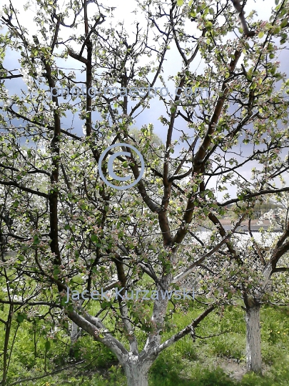 Poland,Skepe,Kuyavian-Pomeranian Voivodeship,nature,spring