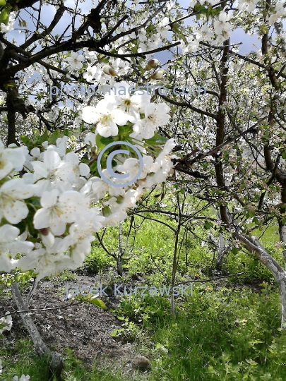 Poland,Skepe,Kuyavian-Pomeranian Voivodeship,nature,spring