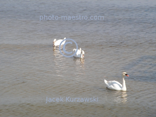 Poland,Sopot,Pomeranian Voivodeship,landscape,panoramical view,swans,baleonology,Baltic Sea,Cliff