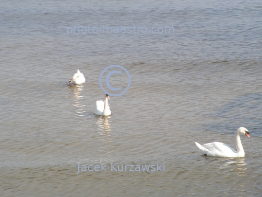 Poland,Sopot,Pomeranian Voivodeship,landscape,panoramical view,swans,baleonology,Baltic Sea,Cliff