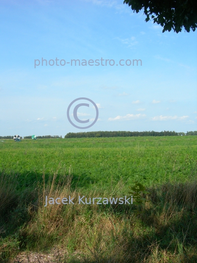 Poland,Sumin,Kuyavian-Pomeranian Voivodeship,nature,acriculture,cultivation