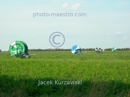 Poland,Sumin,Kuyavian-Pomeranian Voivodeship,nature,acriculture,cultivation