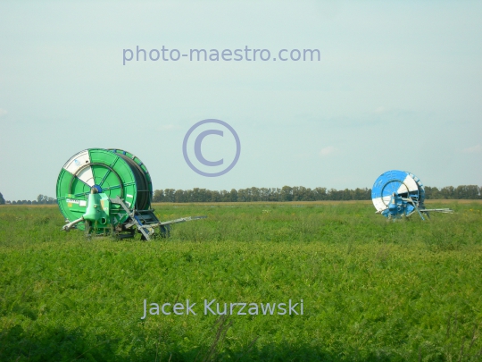 Poland,Sumin,Kuyavian-Pomeranian Voivodeship,nature,acriculture,cultivation