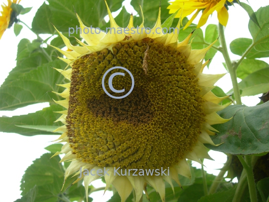 Poland,Sumin,Kuyavian-Pomeranian Voivodeship,nature,sunflower