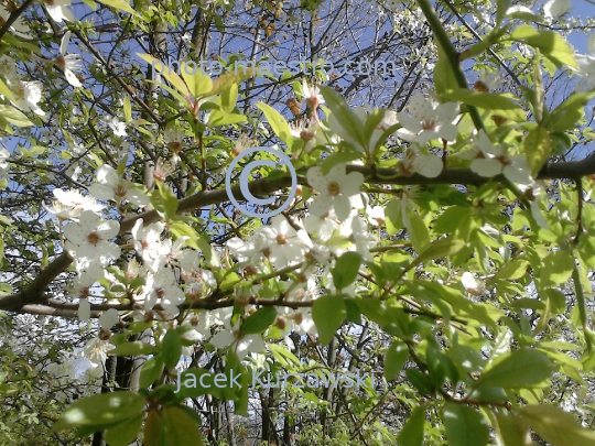 Poland,Sumin,Kuyavian-Pomeranian Voivodeship,panoramical view,nature,spring,art,decoration