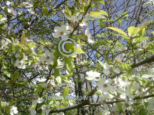 Poland,Sumin,Kuyavian-Pomeranian Voivodeship,panoramical view,nature,spring,art,decoration