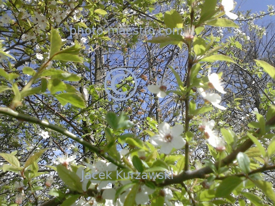 Poland,Sumin,Kuyavian-Pomeranian Voivodeship,panoramical view,nature,spring,art,decoration