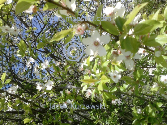 Poland,Sumin,Kuyavian-Pomeranian Voivodeship,panoramical view,nature,spring,art,decoration