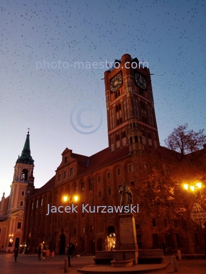 Poland,Torun,Kuyavian-Pomeranian Voivodeship,Old Town,gothic,architecture,history,UNESCO,panoramical view,ilumination,birds,City hall