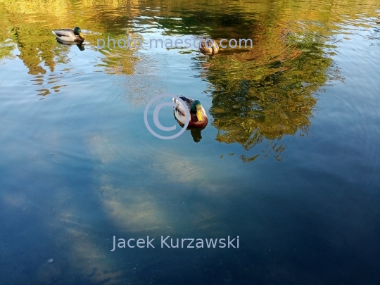 Poland,Torun,Kuyavian-Pomeranian voivodeship.pond,water,ducks