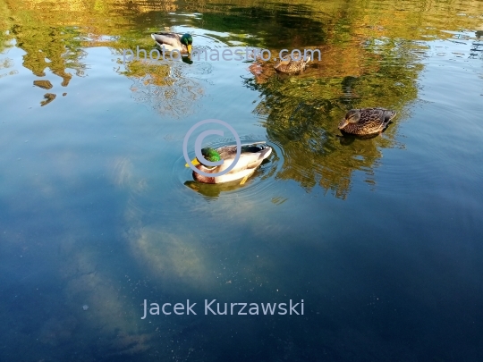 Poland,Torun,Kuyavian-Pomeranian voivodeship.pond,water,ducks