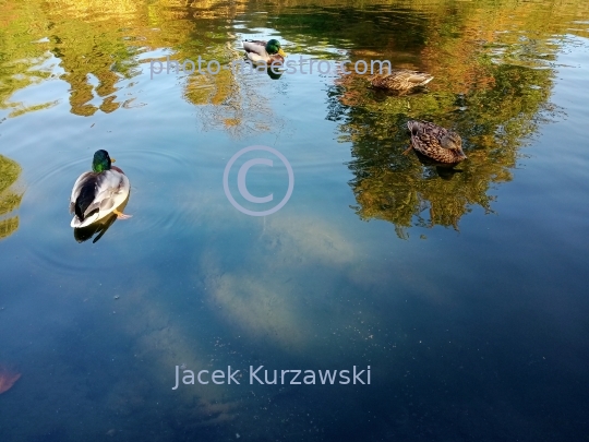 Poland,Torun,Kuyavian-Pomeranian voivodeship.pond,water,ducks