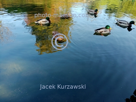 Poland,Torun,Kuyavian-Pomeranian voivodeship.pond,water,ducks