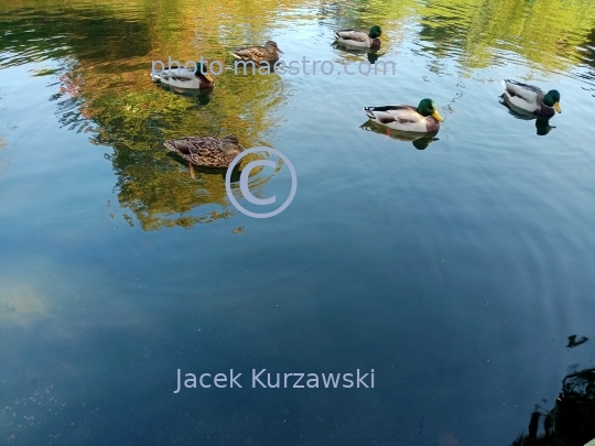 Poland,Torun,Kuyavian-Pomeranian voivodeship.pond,water,ducks