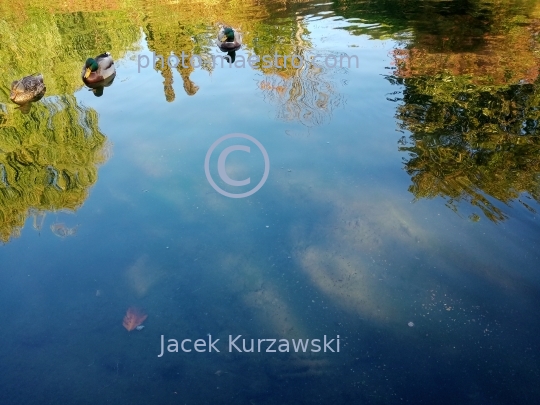 Poland,Torun,Kuyavian-Pomeranian voivodeship.pond,water,ducks